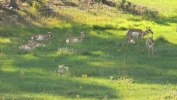 PICTURES/Jewel Cave & Custer State Park, SD/t_Pronghorns11.JPG